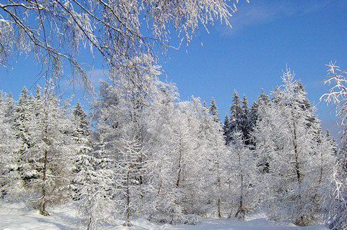 winterwald.jpg