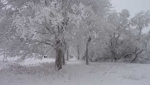 Schneeallee